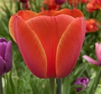 Tulipan Ad Rem 8 løg